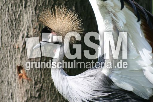 Kronenkranich-1.jpg